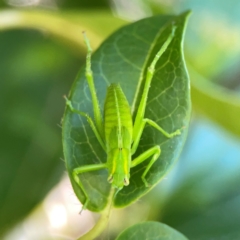 Caedicia simplex (Common Garden Katydid) at Ainslie, ACT - 28 Jan 2024 by Hejor1