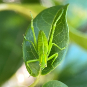 Caedicia simplex at Ainslie, ACT - 28 Jan 2024