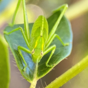 Caedicia simplex at Ainslie, ACT - 28 Jan 2024