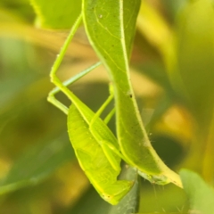 Caedicia simplex at Ainslie, ACT - 28 Jan 2024