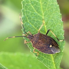 Poecilometis strigatus (Gum Tree Shield Bug) at Braidwood, NSW - 28 Jan 2024 by Hejor1