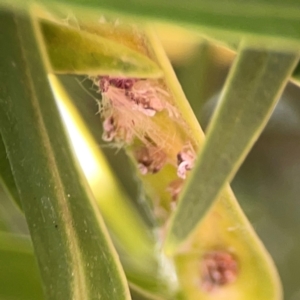 Scolypopa australis at QPRC LGA - 28 Jan 2024