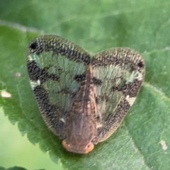 Scolypopa australis at QPRC LGA - 28 Jan 2024