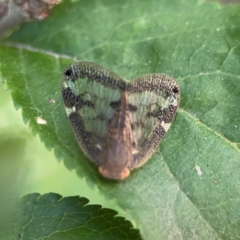 Scolypopa australis at QPRC LGA - 28 Jan 2024