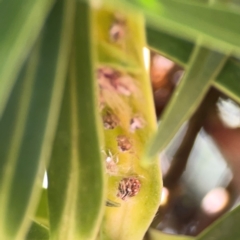 Scolypopa australis at QPRC LGA - 28 Jan 2024