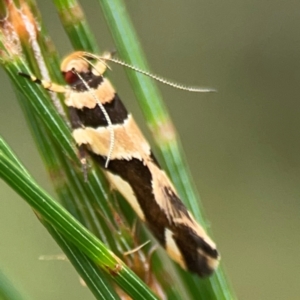 Macrobathra desmotoma at Surf Beach, NSW - 28 Jan 2024