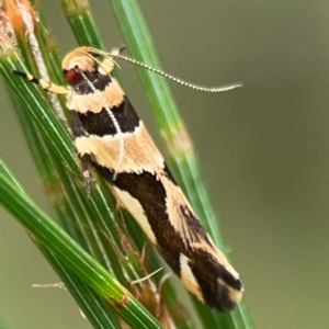 Macrobathra desmotoma at Surf Beach, NSW - 28 Jan 2024