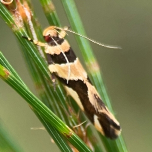 Macrobathra desmotoma at Surf Beach, NSW - 28 Jan 2024