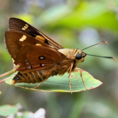 Unidentified Skipper (Hesperiidae) at Surf Beach, NSW - 27 Jan 2024 by Hejor1