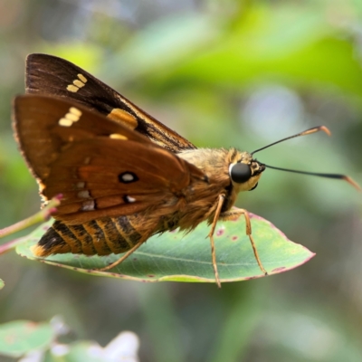 Unidentified Skipper (Hesperiidae) at Surf Beach, NSW - 27 Jan 2024 by Hejor1