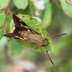 Trapezites symmomus at Surf Beach, NSW - 28 Jan 2024