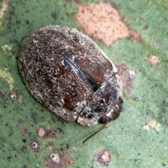 Trachymela sp. (genus) (Brown button beetle) at Surf Beach, NSW - 28 Jan 2024 by Hejor1