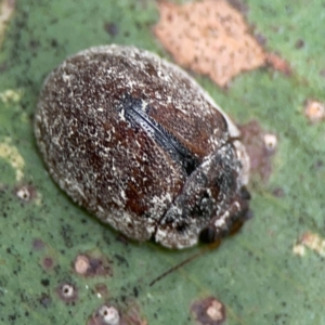 Trachymela sp. (genus) at Surf Beach, NSW - 28 Jan 2024 10:01 AM