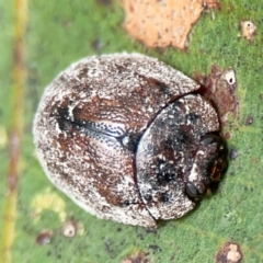 Trachymela sp. (genus) at Surf Beach, NSW - 28 Jan 2024