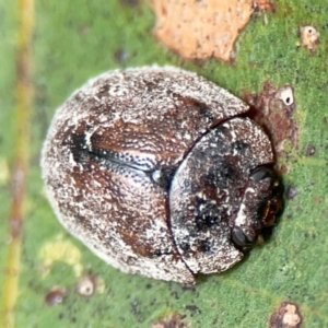 Trachymela sp. (genus) at Surf Beach, NSW - 28 Jan 2024