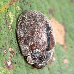 Trachymela sp. (genus) at Surf Beach, NSW - 28 Jan 2024