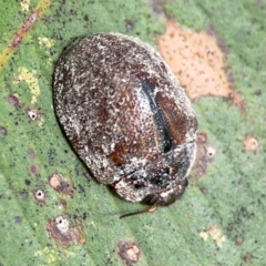 Trachymela sp. (genus) at Surf Beach, NSW - 28 Jan 2024 10:01 AM