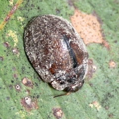 Trachymela sp. (genus) at Surf Beach, NSW - 28 Jan 2024