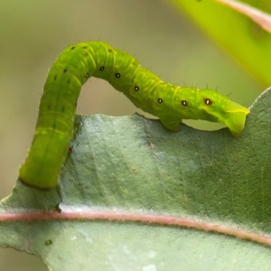 Capusa (genus) at Surf Beach, NSW - 28 Jan 2024