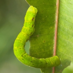 Capusa (genus) at Surf Beach, NSW - 28 Jan 2024