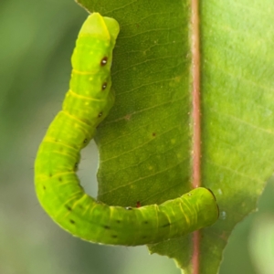 Capusa (genus) at Surf Beach, NSW - 28 Jan 2024