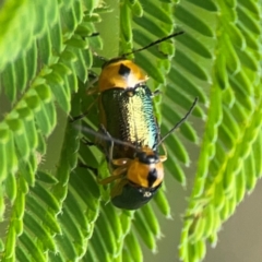 Aporocera (Aporocera) consors (A leaf beetle) at Surf Beach, NSW - 27 Jan 2024 by Hejor1