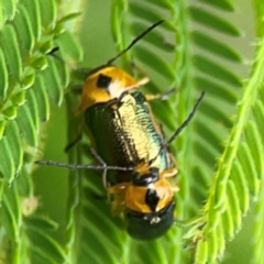 Aporocera (Aporocera) consors at Surf Beach, NSW - 28 Jan 2024