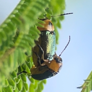 Aporocera (Aporocera) consors at Surf Beach, NSW - 28 Jan 2024