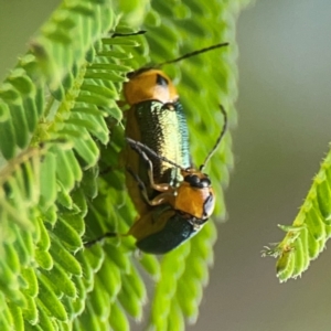 Aporocera (Aporocera) consors at Surf Beach, NSW - 28 Jan 2024