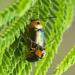 Aporocera (Aporocera) consors at Surf Beach, NSW - 28 Jan 2024