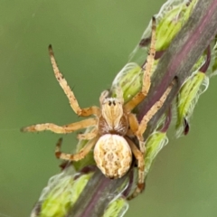 Unidentified Orb-weaving spider (several families) at Surf Beach, NSW - 27 Jan 2024 by Hejor1