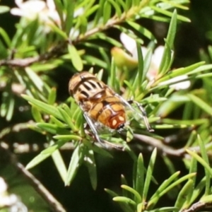 Eristalinus punctulatus at GG182 - 22 Jan 2024