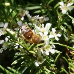 Eristalinus punctulatus at GG182 - 22 Jan 2024