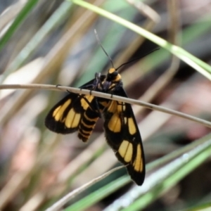 Amata (genus) at GG182 - 22 Jan 2024 10:13 AM