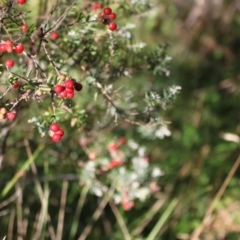 Acrothamnus hookeri (Mountain Beard Heath) at Kosciuszko National Park - 28 Jan 2024 by VanceLawrence