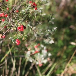 Acrothamnus hookeri at Kosciuszko National Park - 28 Jan 2024