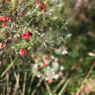 Acrothamnus hookeri (Mountain Beard Heath) at Murray Gorge, NSW - 27 Jan 2024 by VanceLawrence