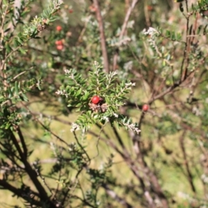 Acrothamnus hookeri at Kosciuszko National Park - 28 Jan 2024