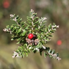 Acrothamnus hookeri at Kosciuszko National Park - 28 Jan 2024