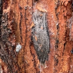 Chelepteryx collesi (White-stemmed Gum Moth) at Curtin, ACT - 24 Jan 2024 by KMcCue