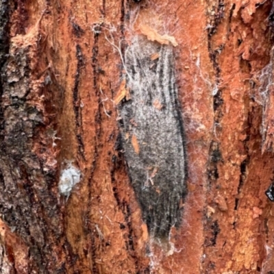 Chelepteryx collesi (White-stemmed Gum Moth) at Curtin, ACT - 24 Jan 2024 by KMcCue