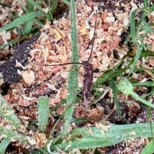 Cerambycidae (family) at Curtin, ACT - 24 Jan 2024