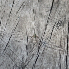 Heteropsilopus ingenuus (A long-legged fly) at Kosciuszko National Park - 27 Jan 2024 by VanceLawrence
