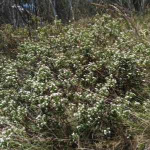 Platysace lanceolata at Tidbinbilla Nature Reserve - 22 Jan 2024 11:37 AM