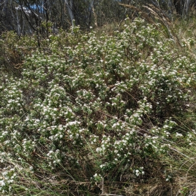 Platysace lanceolata (Shrubby Platysace) at Kambah, ACT - 22 Jan 2024 by WalterEgo