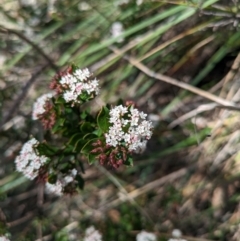 Platysace lanceolata at Tidbinbilla Nature Reserve - 22 Jan 2024 11:37 AM