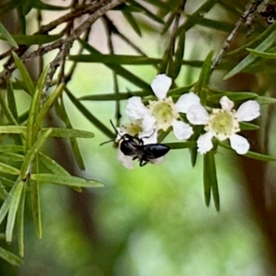 Unidentified Bee (Hymenoptera, Apiformes) at GG182 - 25 Jan 2024 by KMcCue