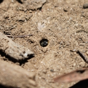 Lasioglossum (Chilalictus) sp. (genus & subgenus) at Kosciuszko National Park - 27 Jan 2024