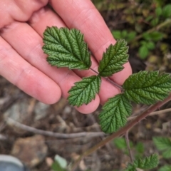 Rubus parvifolius (Native Raspberry) at Kambah, ACT - 21 Jan 2024 by WalterEgo