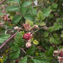Rubus parvifolius at Tidbinbilla Nature Reserve - 22 Jan 2024